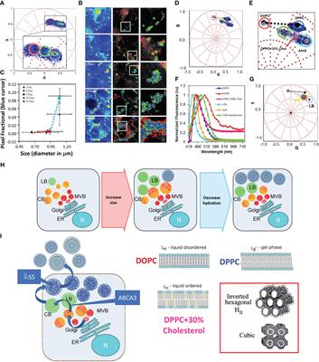 Novel opportunities from bioimaging to understand the trafficking and maturation of intracellular pulmonary surfactant and its role in lung diseases